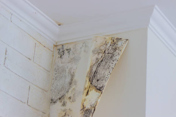 Best Local water damage restoration  in Glasgow, OR